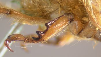 Media type: image;   Entomology 3711 Aspect: front tibia